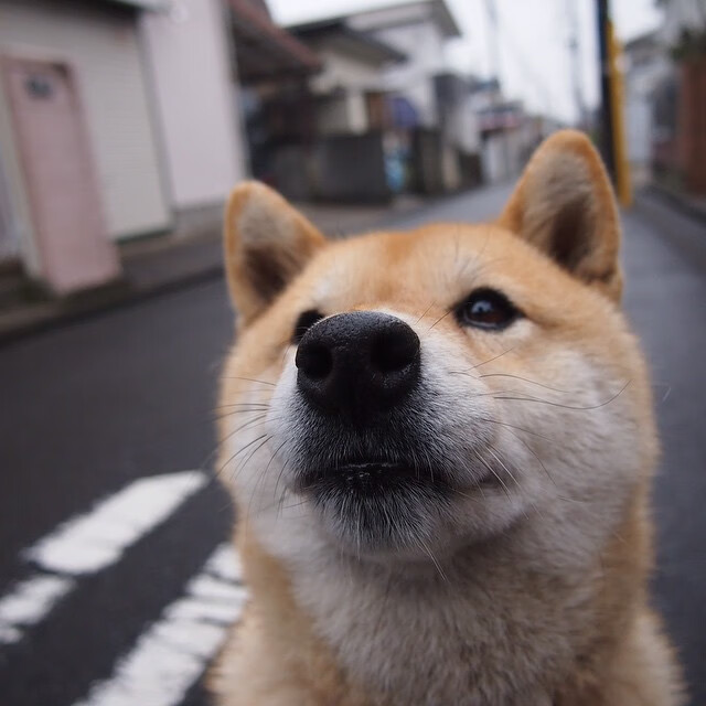 开云平台-西部榜首战背后的暗潮，森林狼拆解东欧组合的防守哲学